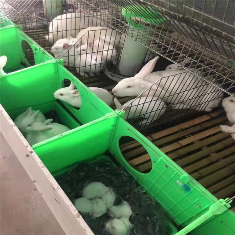 大型肉兔种兔 新西兰白兔 活体兔子养殖场