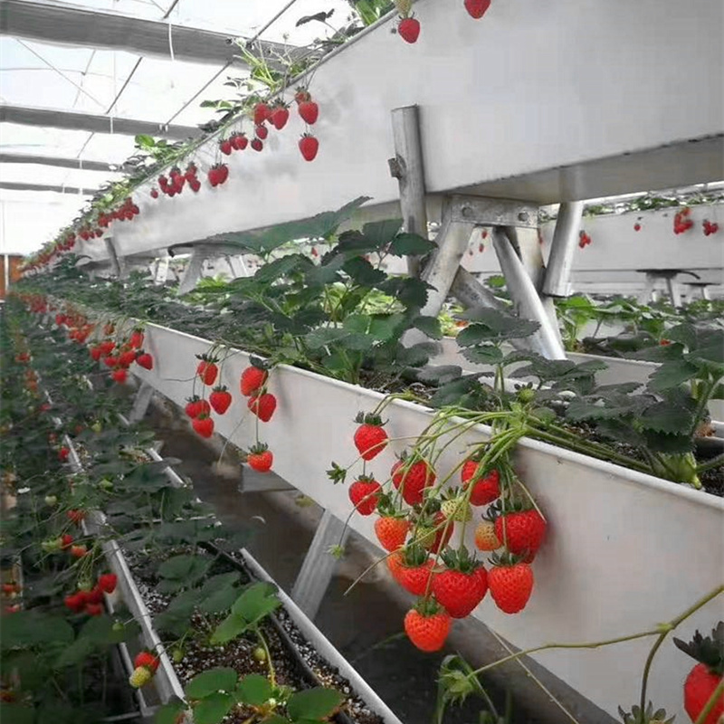 草莓立体种植槽大棚立体栽培架