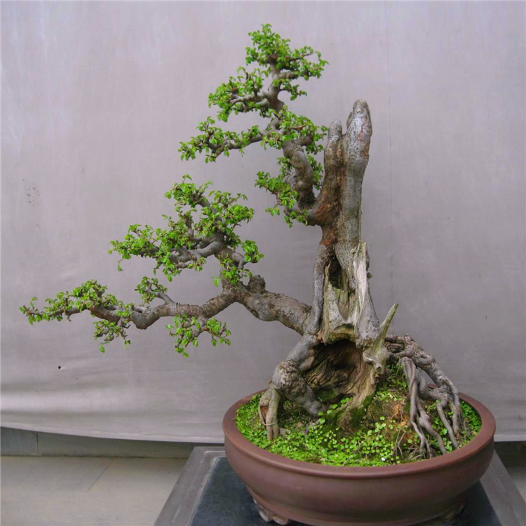 榆树盆景 重庆奇特抱石榆盆景 造型室内外观叶植物盆景