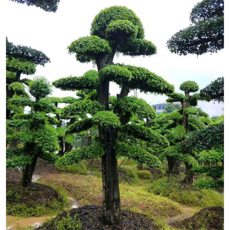 供应榆树盆景 广西精品抱石榆树 点击查看榆树盆景资讯