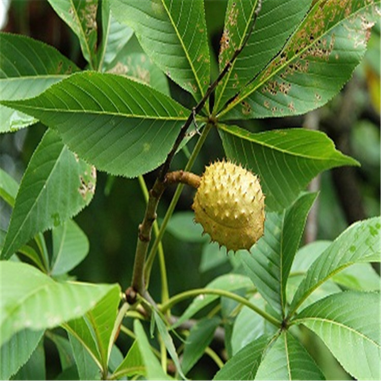 七叶皂甙 娑罗子提取物 sc认证 水溶性娑罗果提取物