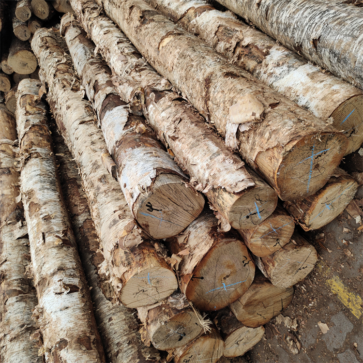 山东 进口原木,桦木原木,批发销售找联友木材