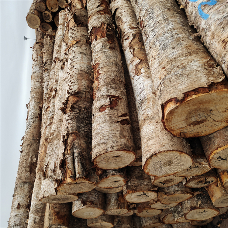 浙江 进口原木,桦木原木,优势产品找联友木材