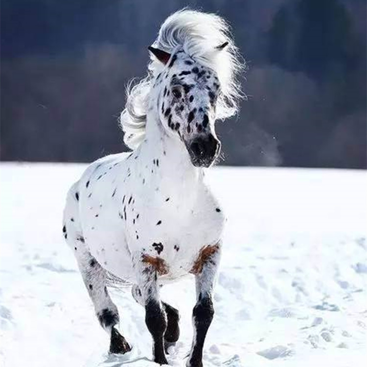 温血马 阿帕卢萨马 6岁 肩高152