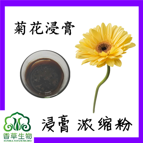 菊花浸膏  菊花提取物  菊花提取液