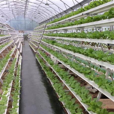 荷兰模式无土栽培jy01室内无土栽培系统售后完善
