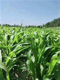 黑麦草牧草种子联系方式