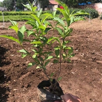 红王子锦带基地 红王子锦带苗子 质量优 远森 欢迎致电