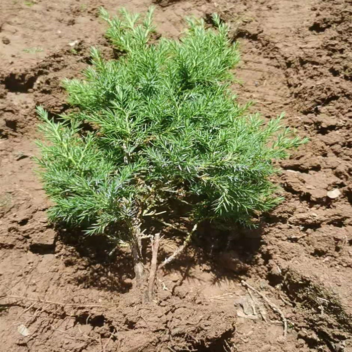 供应塔柏小苗 30公分塔柏小苗种植地 塔柏苗绿化工程苗