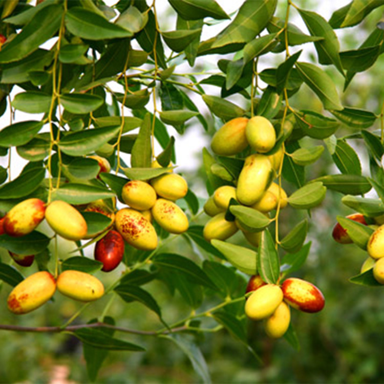 淮南龙枣枣树品种 占地3公分枣树苗价格  嫁接枣树