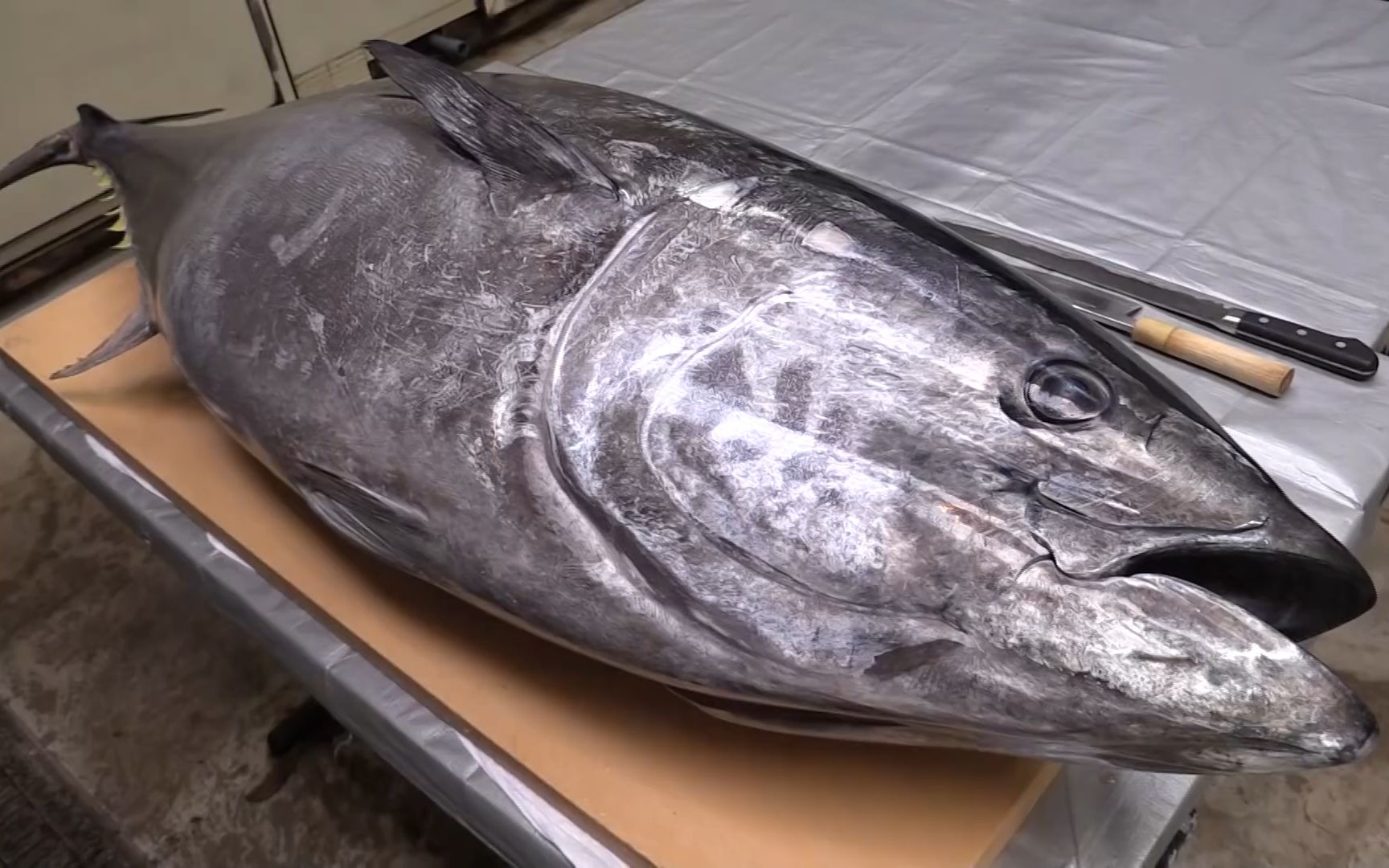 800斤蓝鳍金枪鱼图片