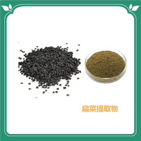 扁菜提取物  韭菜子浸膏粉 水溶性 斯诺特生物