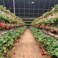 种植槽 草莓立体栽培槽 番茄种植架