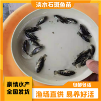 大量出售淡水石斑鱼苗 良种石斑苗养殖 石斑鱼苗日常管理