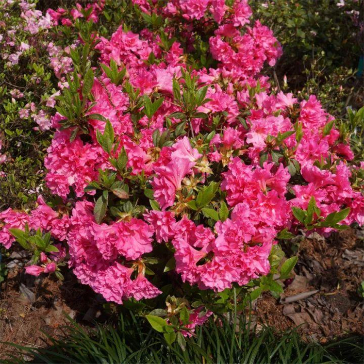 基地出售四季常青石岩杜鹃园林片植庭院花篱植物耐寒抗冻四季常绿萌发