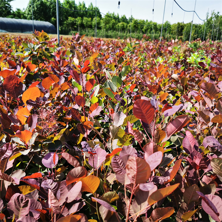 基地出售红栌杯苗园林风景树苗耐贫瘠耐盐碱街道绿化