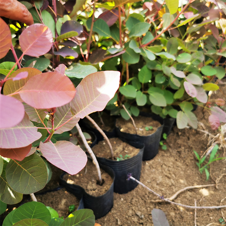 基地供应 红栌杯苗 根系发达易成活 园林风景树苗 耐贫瘠 耐盐碱土