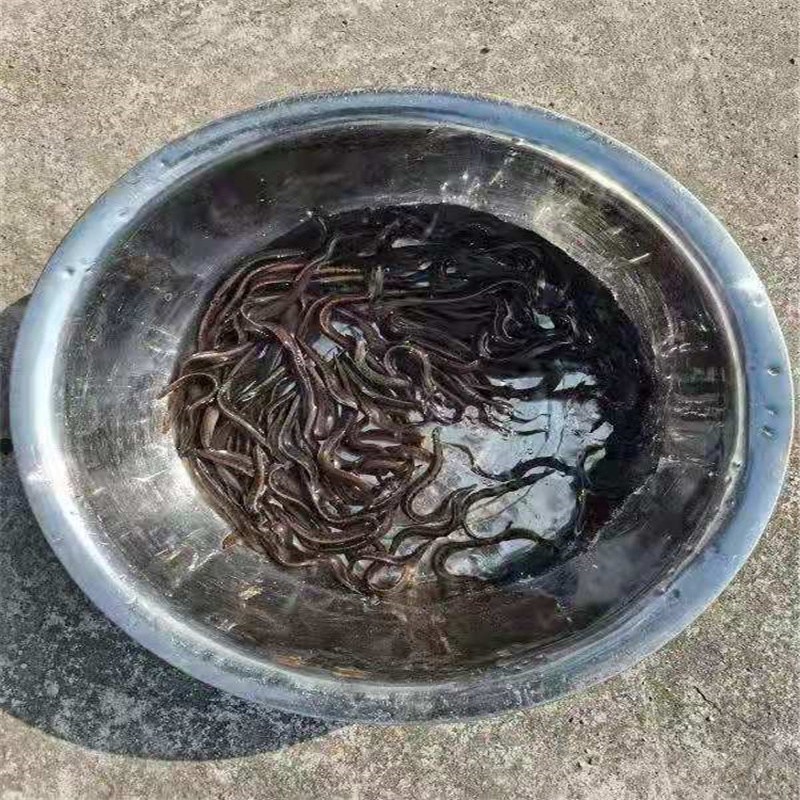 云丰水产剑鳅鱼苗精品鱼苗石锥鱼苗