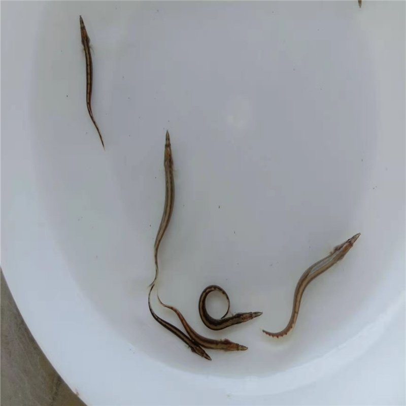 雲豐水產劍鰍魚苗精品魚苗石錐魚苗