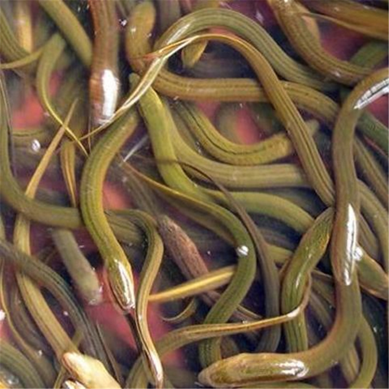 大量供应黄鳝苗花鳝苗网箱养殖