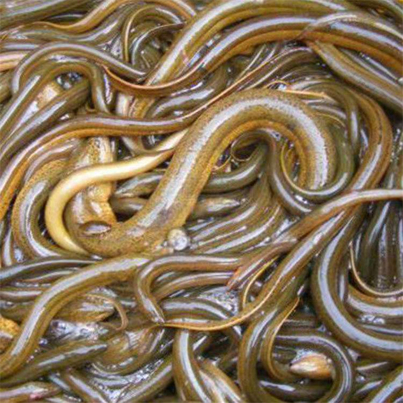 石家庄花鳝苗黄鳝苗大量供应