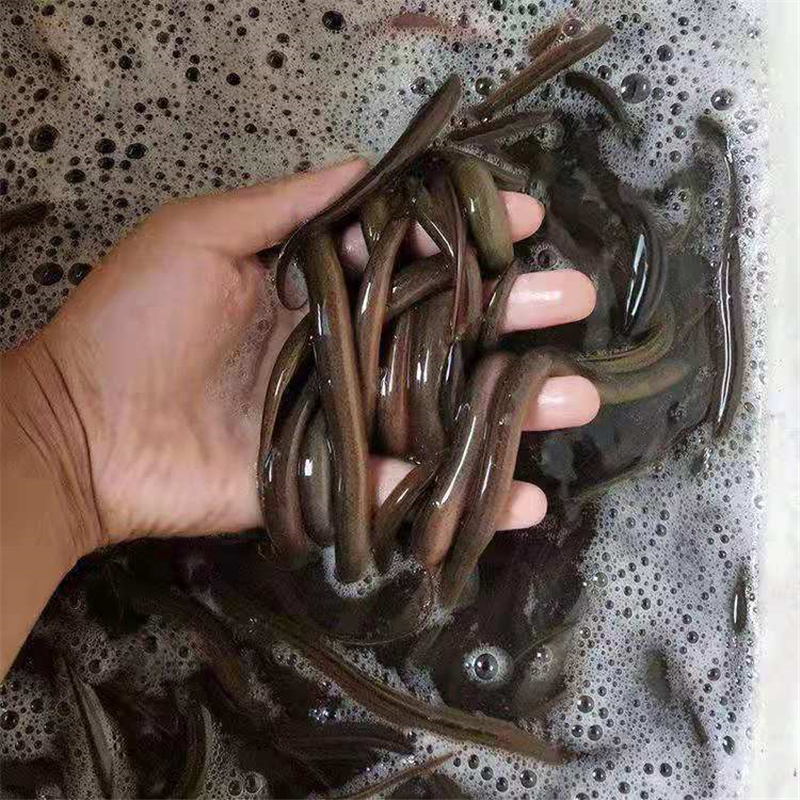 价格实惠黄鳝苗鳝苗快大易养殖