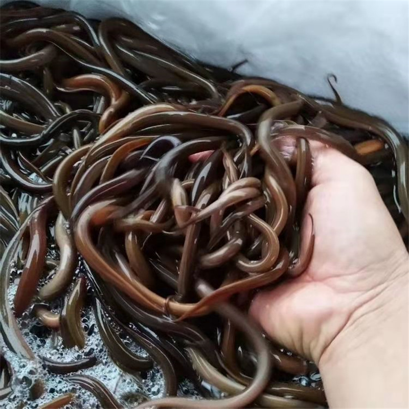 忻州淡水养殖鳝苗鳝苗快大出售