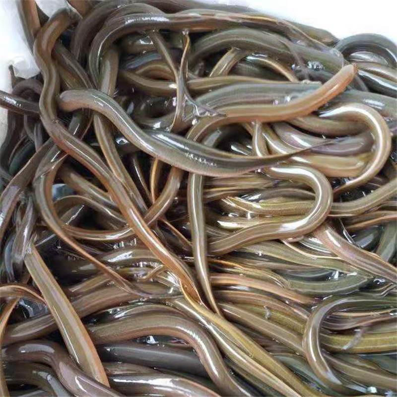 石家庄黄鳝苗花鳝苗批发