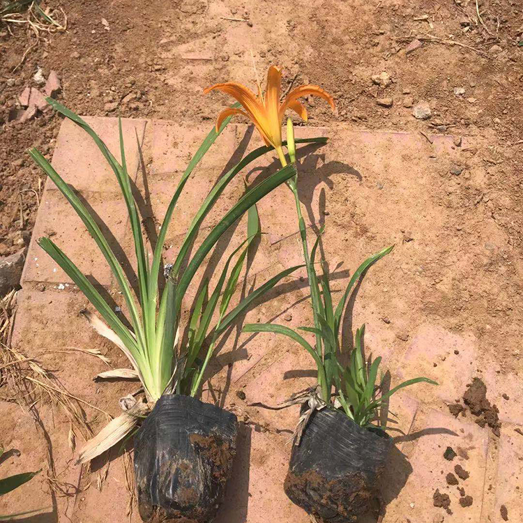 金娃娃萱草价格远森批发金娃娃萱草苗品种优