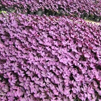 苗圃出售 紫叶酢浆草 庭院园林色块苗 阳台盆栽植物 湿地绿化小苗