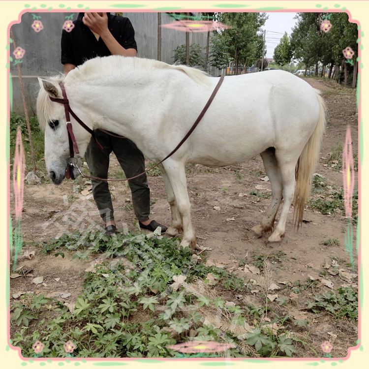 pony矮马价格批发 5岁肩高120cm 调教成熟稳定骑乘马