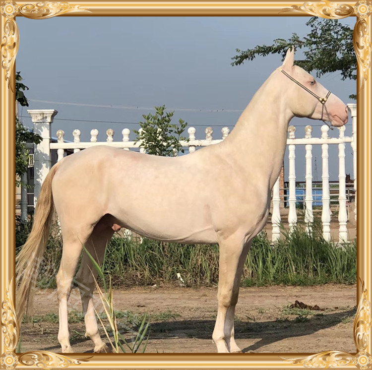 美国奶油马 4岁 肩高160 国外引进 种公