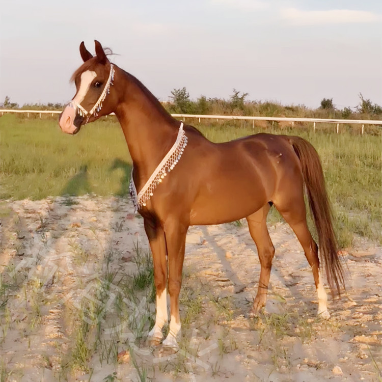 盎格鲁 4岁 肩高165 国内繁育 价格合理