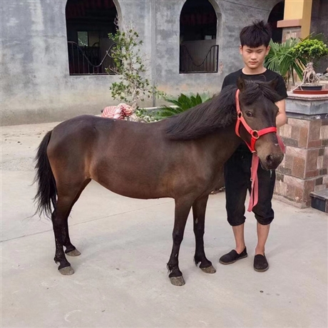 德寶矮馬養殖矮腳馬出售價格設特蘭矮馬