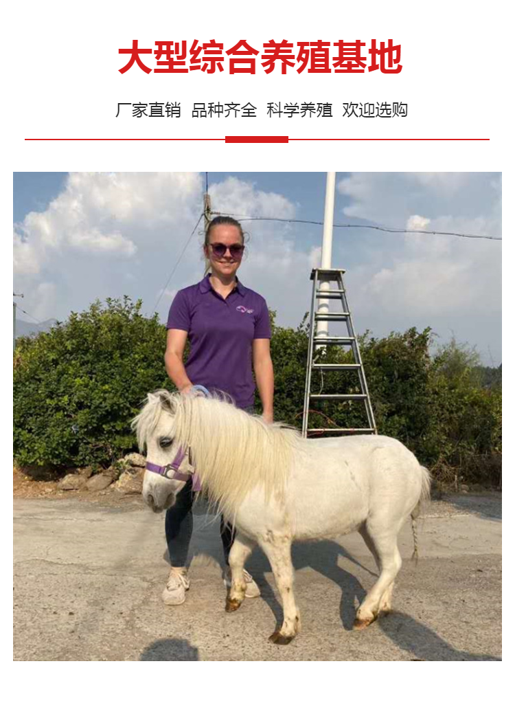 夏尔马5岁肩高175cm国外俱乐部进口温柔的巨人