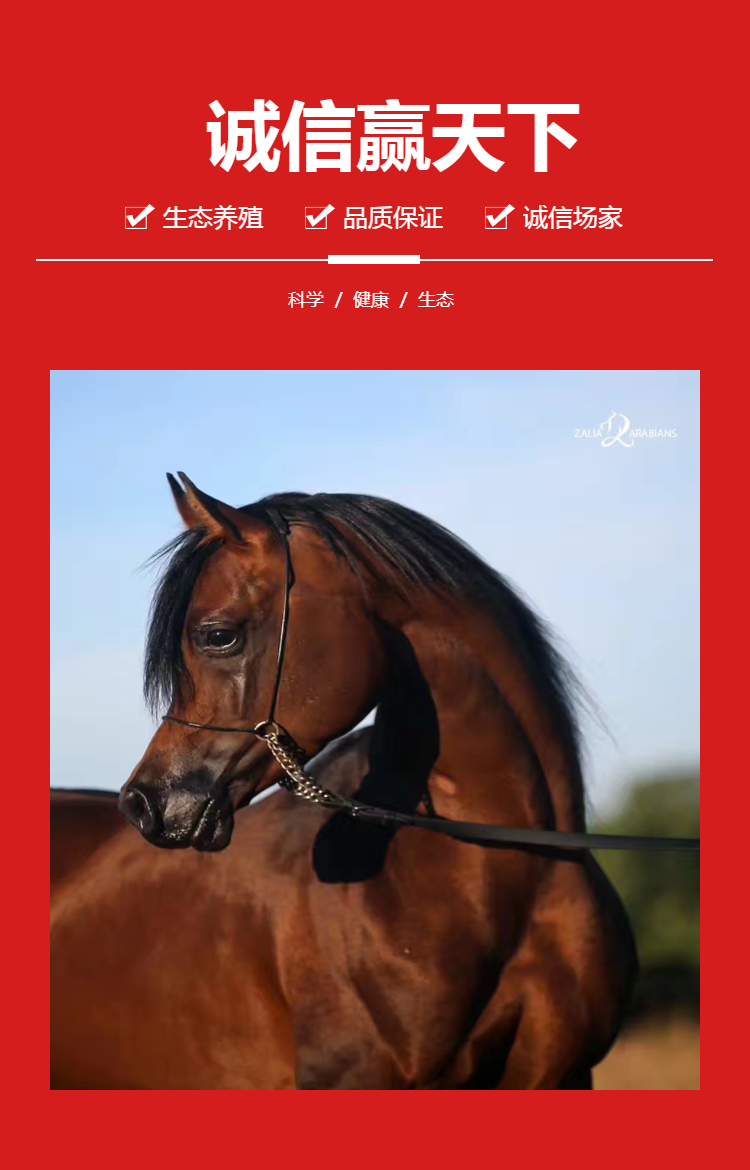 夏尔马5岁肩高175cm国外俱乐部进口温柔的巨人