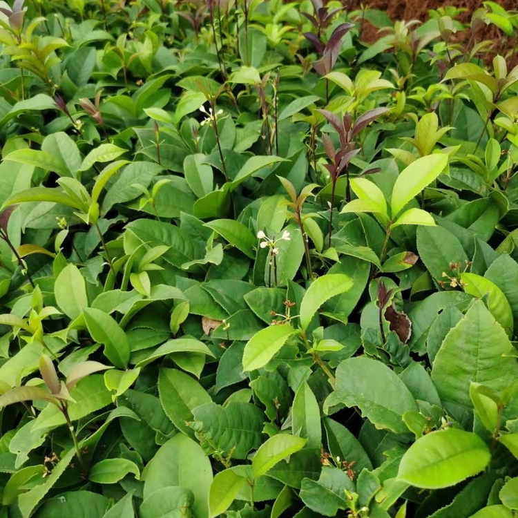 供应新余八月桂小苗根须发达成活率高