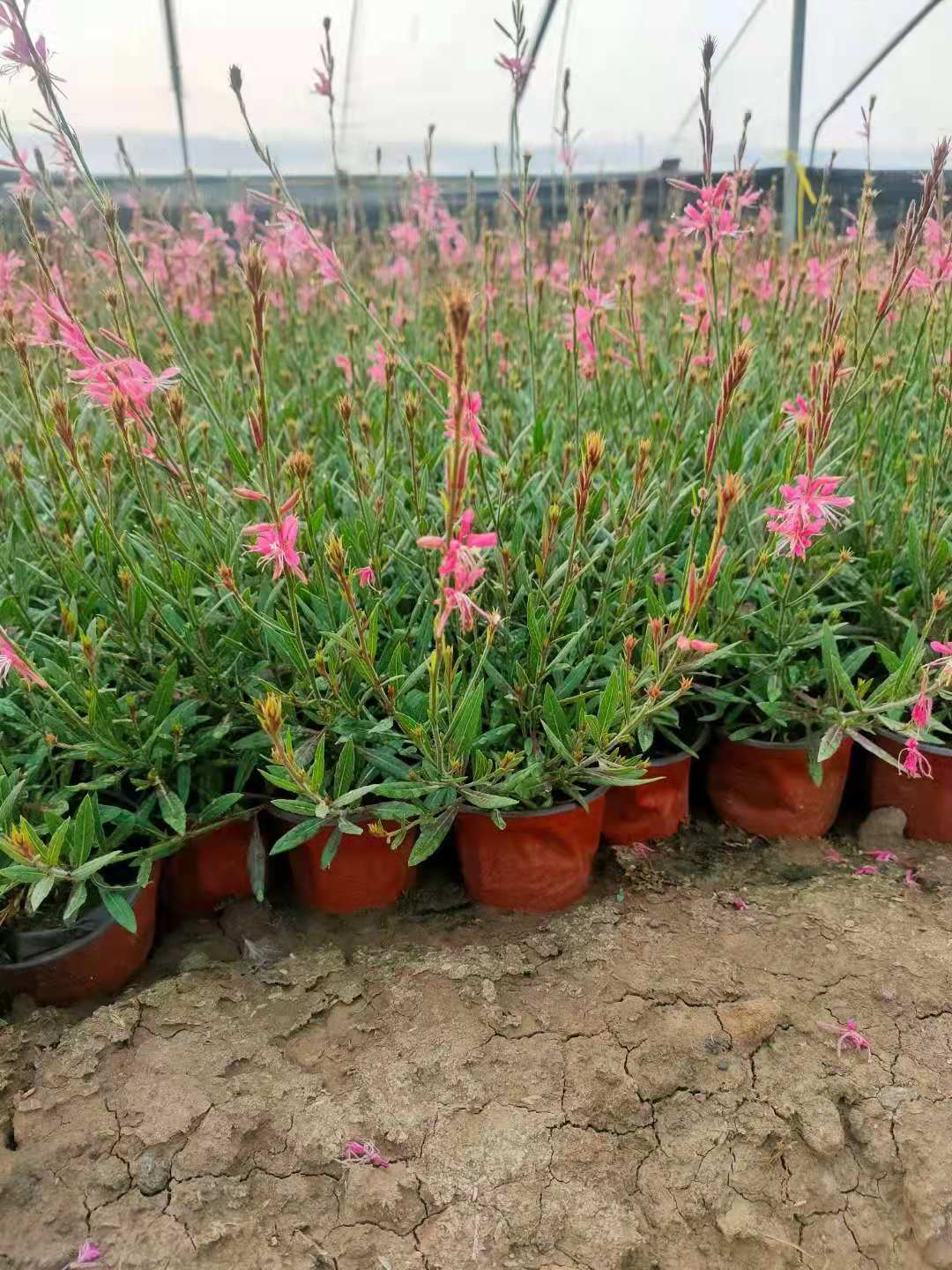 山桃草千鳥花庭院綠化觀賞植物白蝶花種植基地