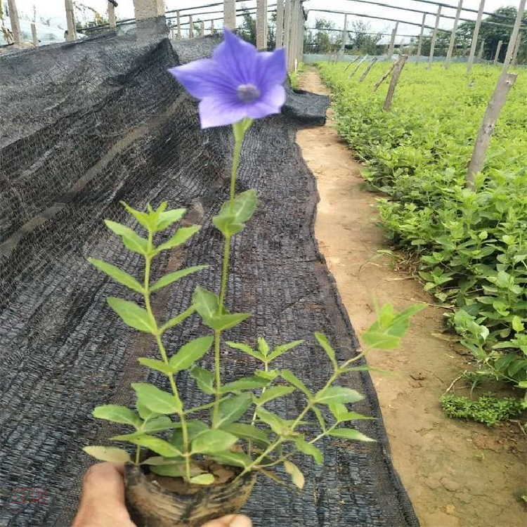 旭驰 出售桔梗 桔梗小苗 桔梗供货商 欢迎采购