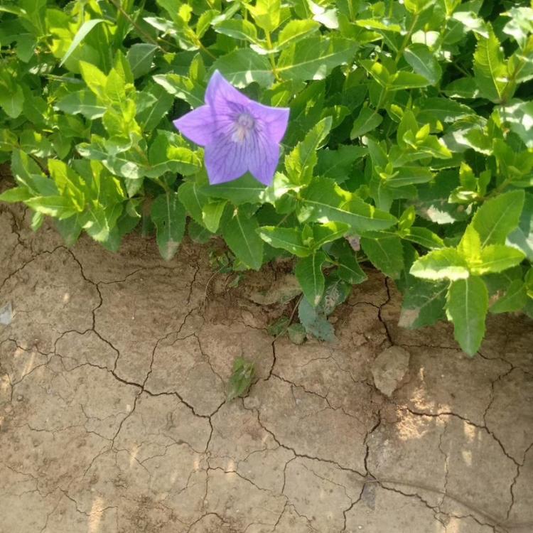 旭驰 出售桔梗 桔梗小苗 桔梗供货商 欢迎采购