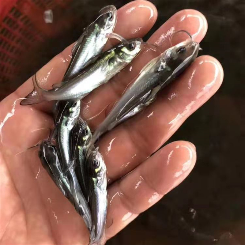 畝產量高叉尾魚苗保定鮰魚苗