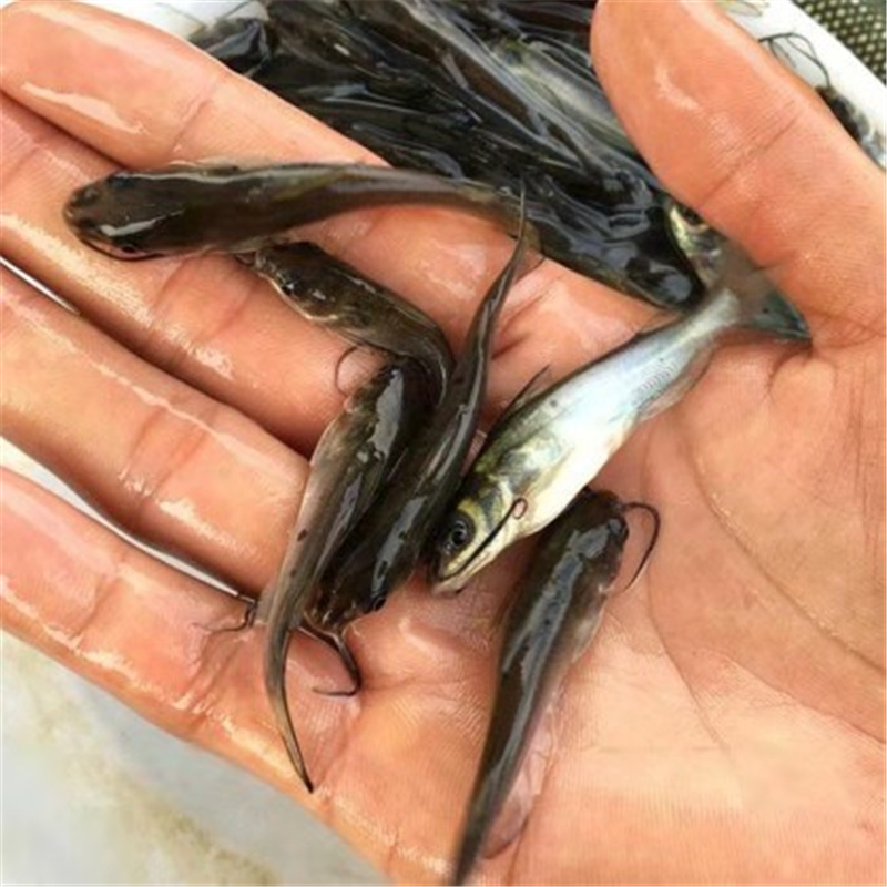 包头鮰鱼苗适应性强鮰鱼苗人工养殖