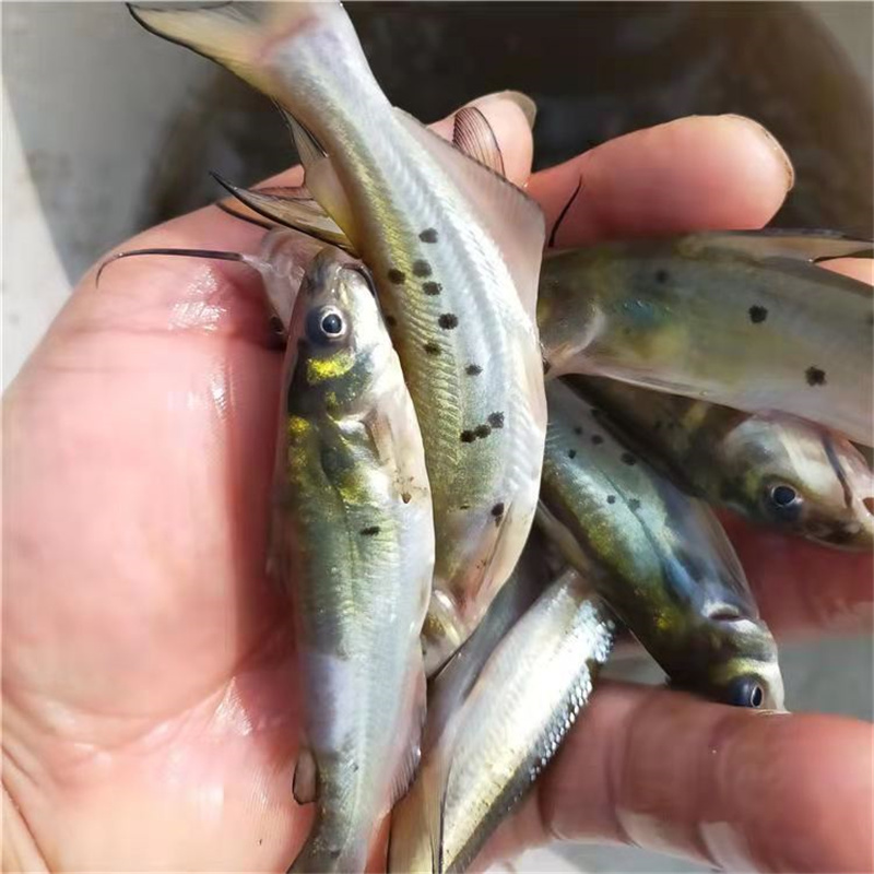 出产量大叉尾鱼苗鮰鱼苗包配送