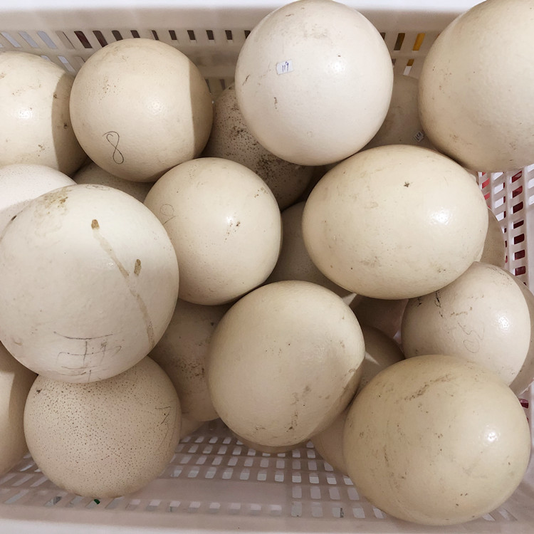 鸵鸟蛋批发出售鸵鸟蛋量大新鲜
