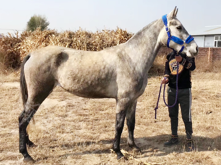 奥尔洛夫快步马 6岁 肩高162 国外俱乐部调教进口