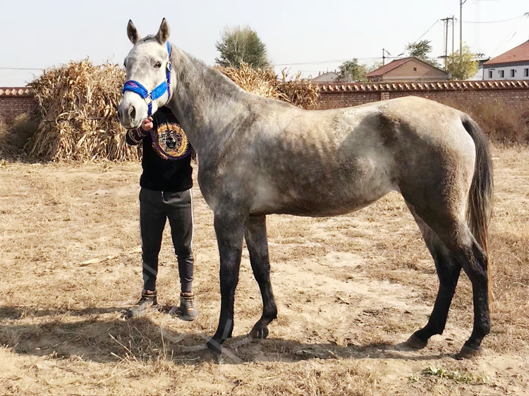 盎格鲁阿拉伯马出售5岁肩高160cm个人骑乘马批发