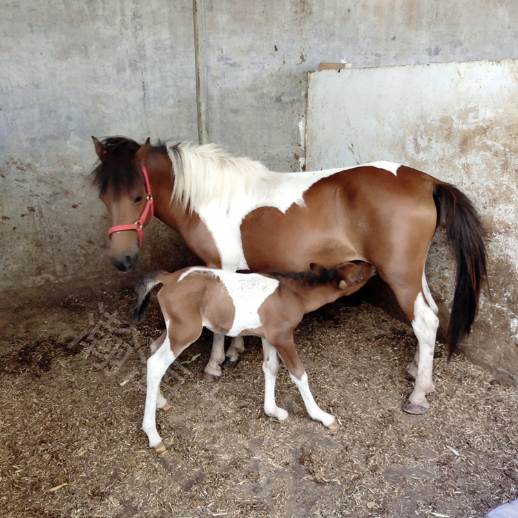 德宝矮马 5岁 肩高110 母马 繁殖育种能力强