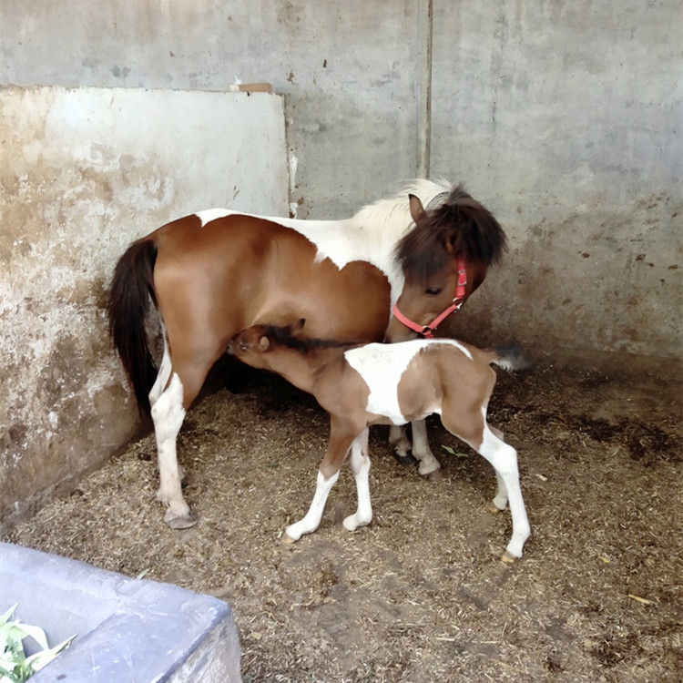 德宝矮马 5岁 肩高110 母马 繁殖育种能力强