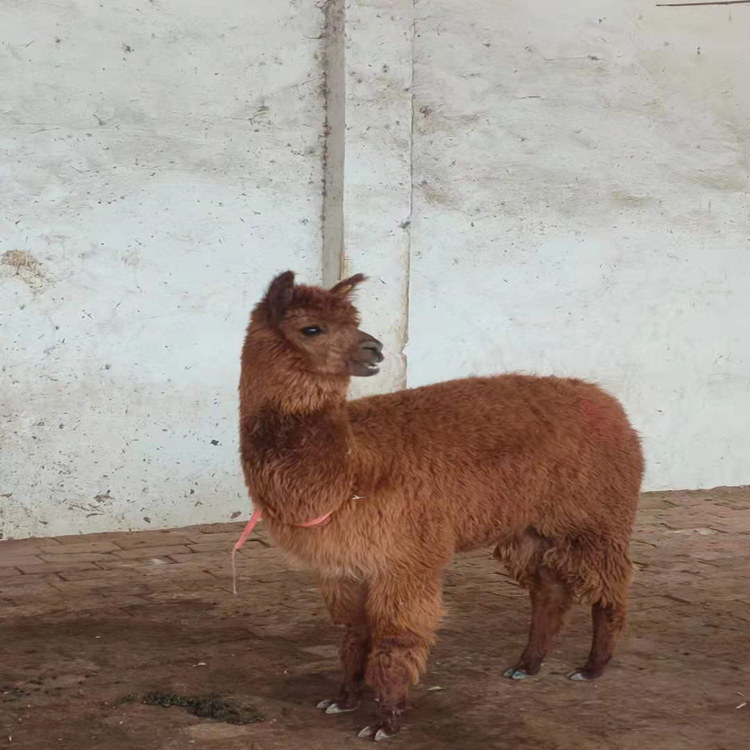 甘肃省迷你羊驼羊驼苗家庭养殖羊驼