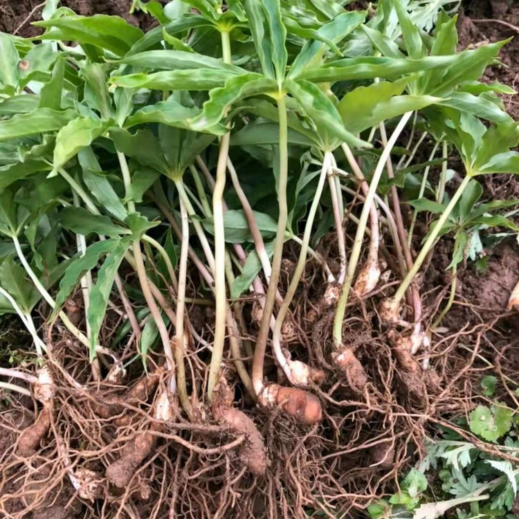 儋州高杆重楼七叶一枝花种苗批发粉质高杆大叶七叶一枝